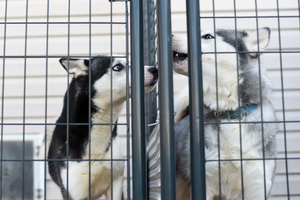 cachorros em hotel pet