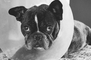 cachorro triste com colar elisabetano