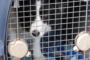 cachorro em caixa de transporte