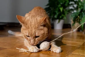 gato brincando com brinquedo